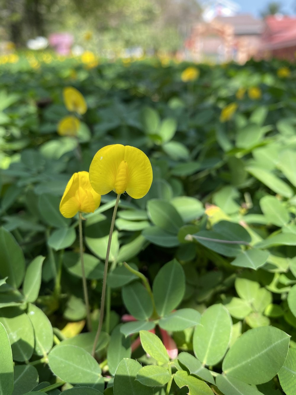 a yellow flower in a field