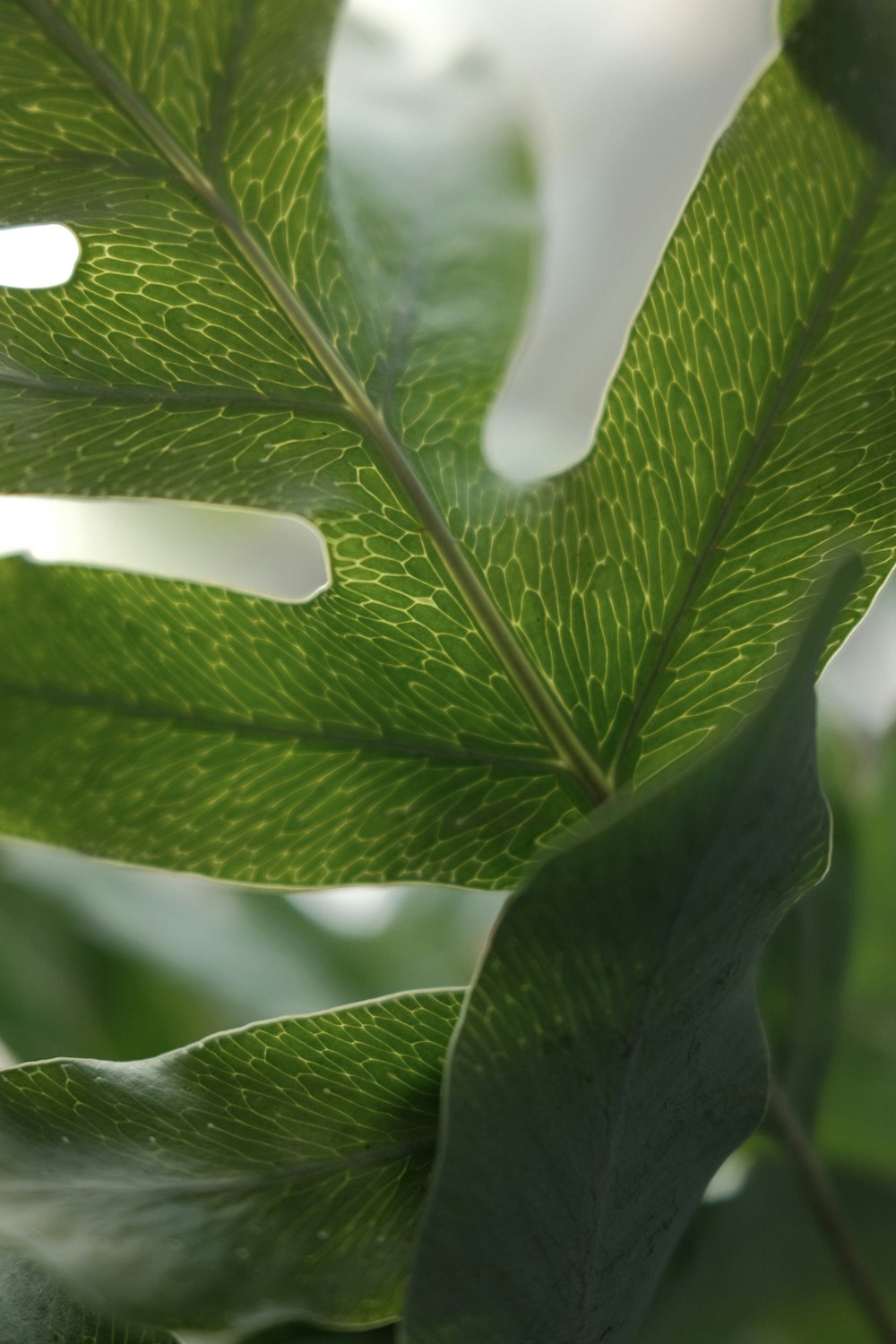 close-up of a green leaf