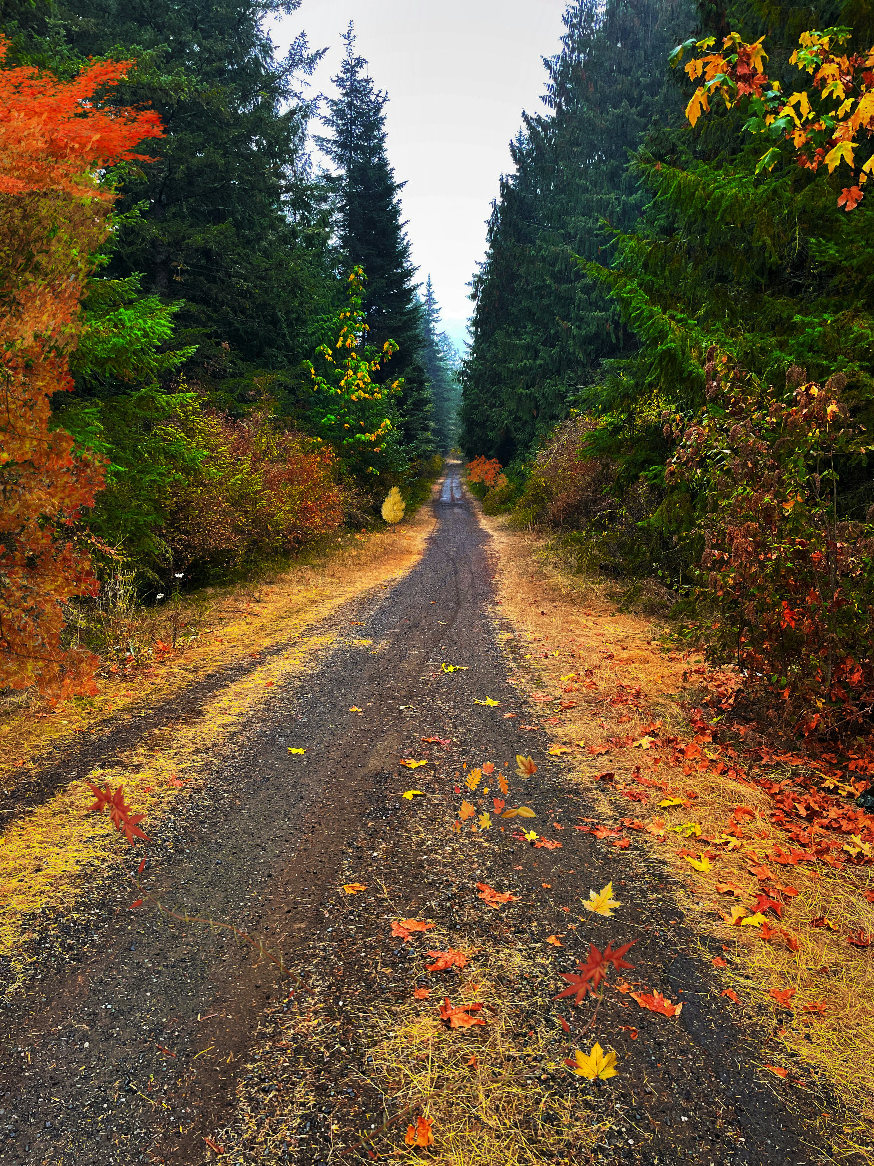 a road with trees on either side