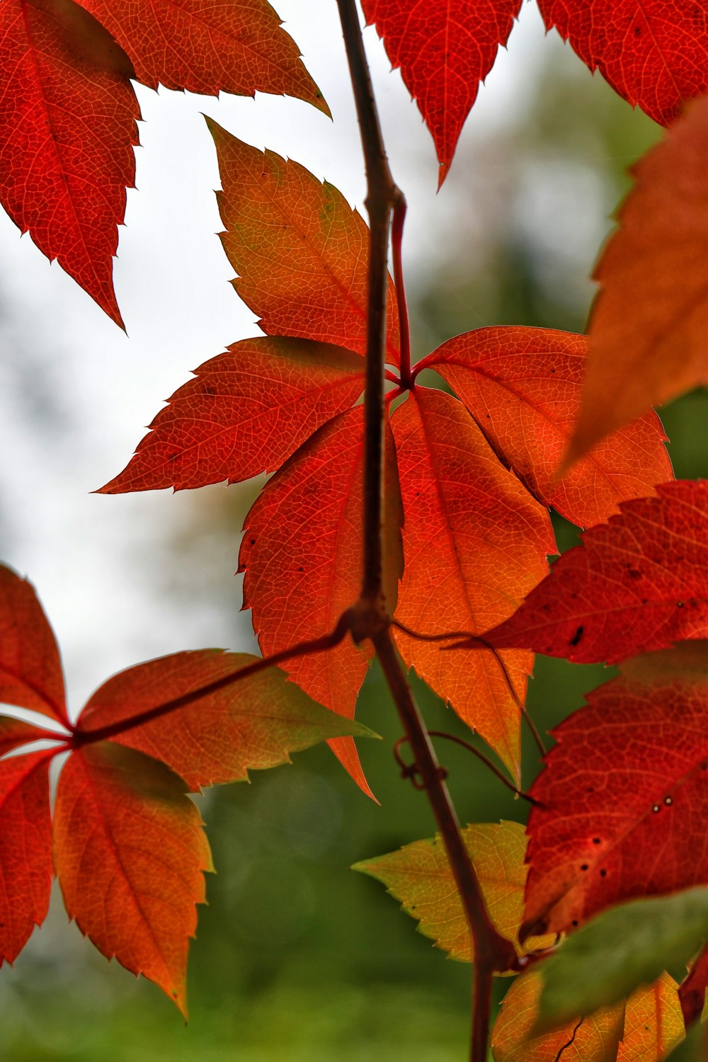 a close up of a red leaf