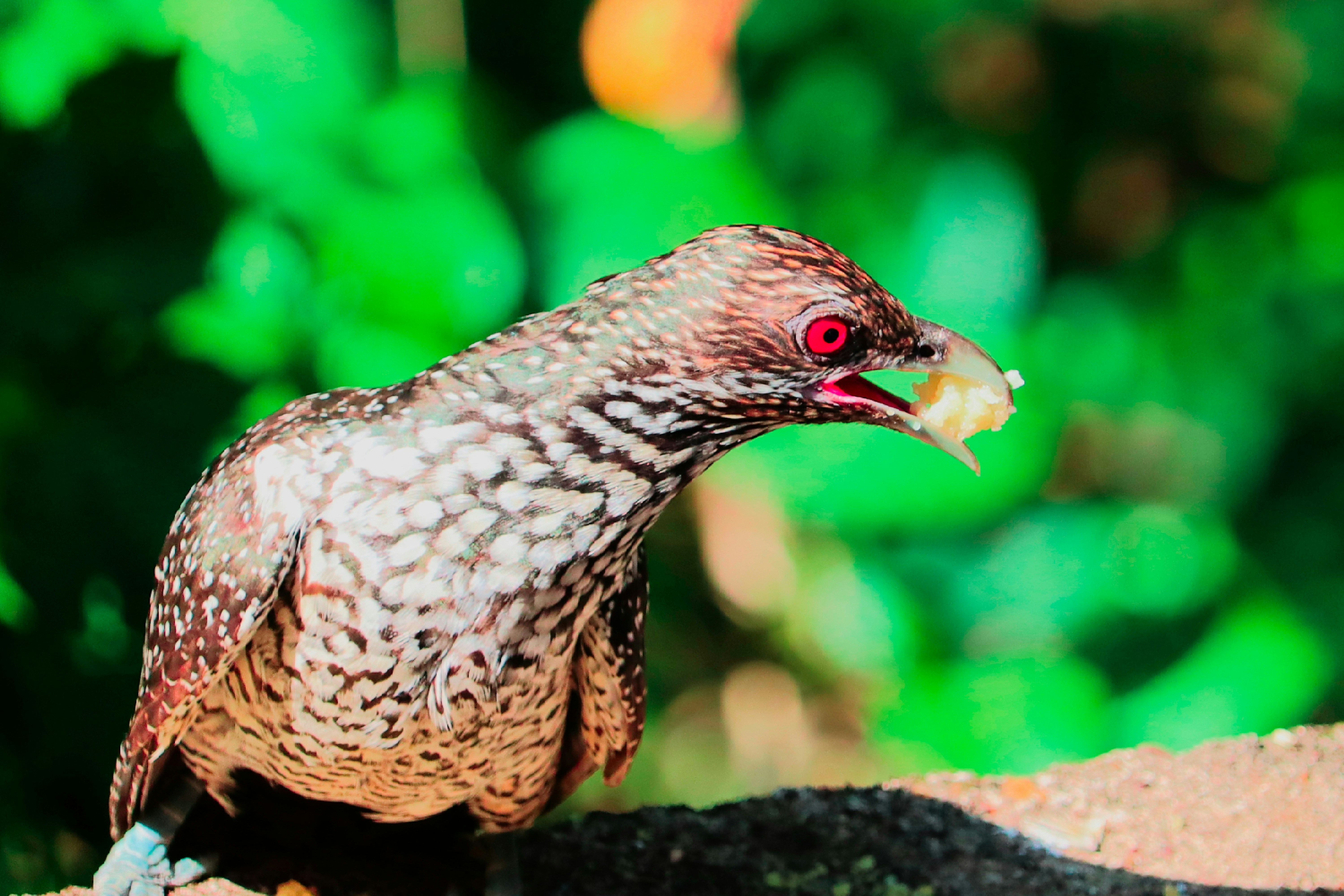 Photo by prathap_karaka