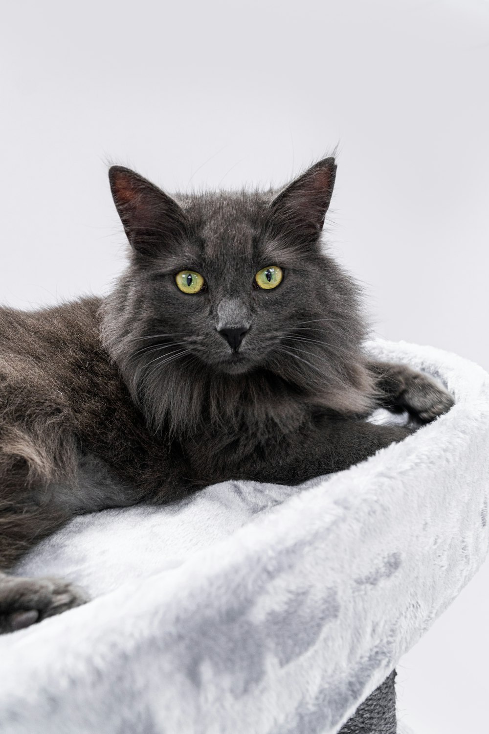 un chat allongé sur une couverture