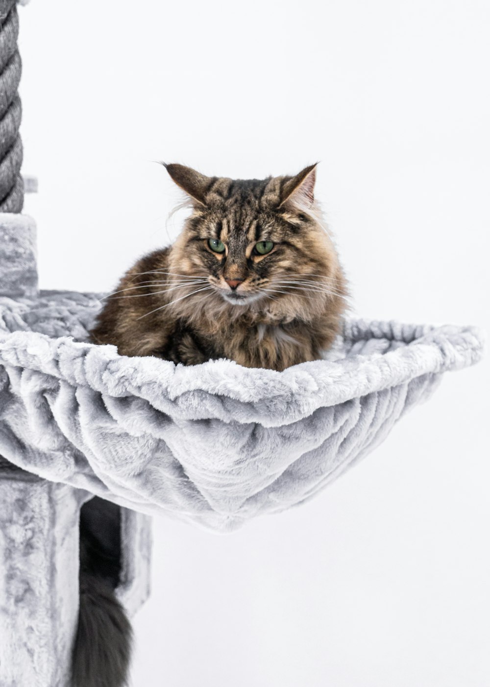 Eine Katze sitzt auf einer Decke