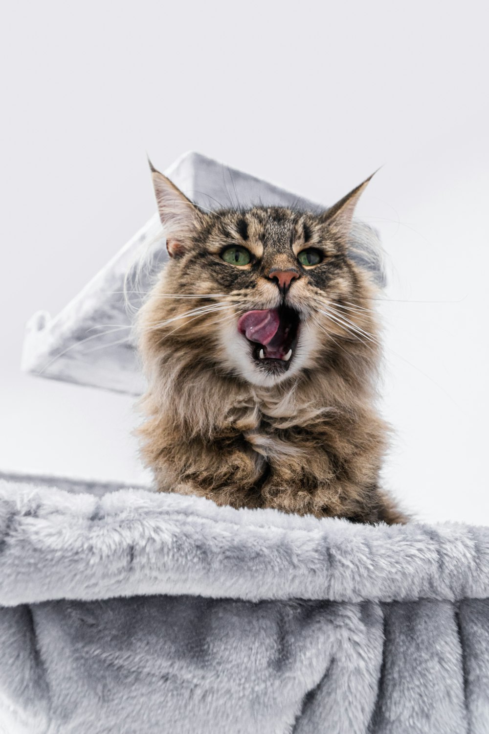 um gato com a boca aberta