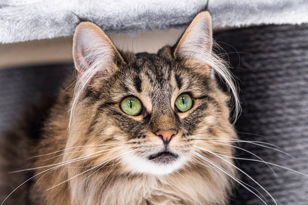 a cat with green eyes