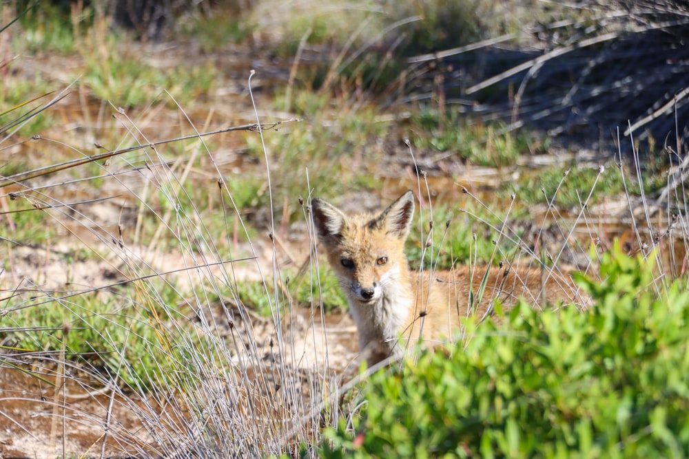 a fox in the grass