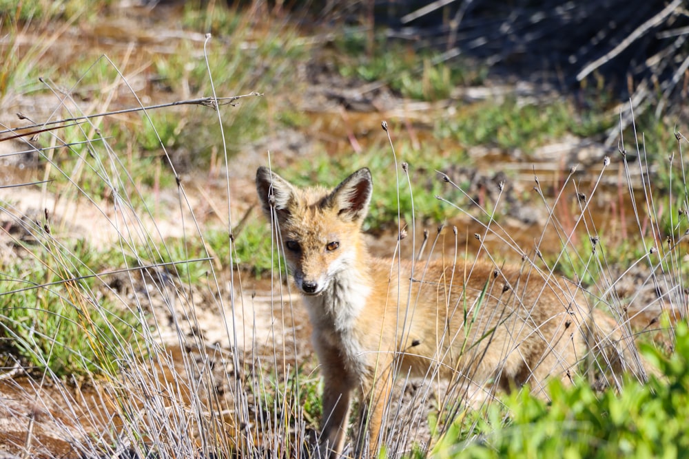 a fox standing in a field