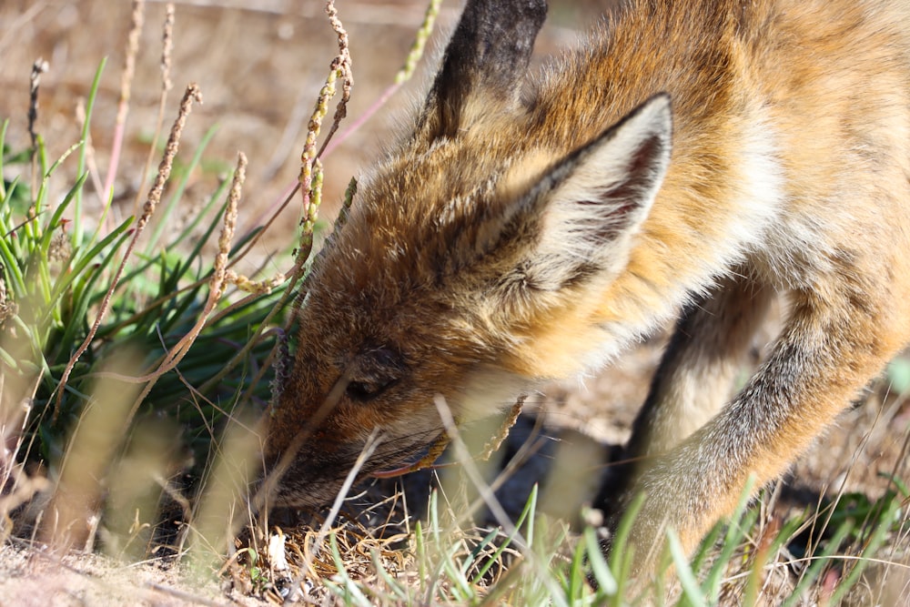 a brown and white fox