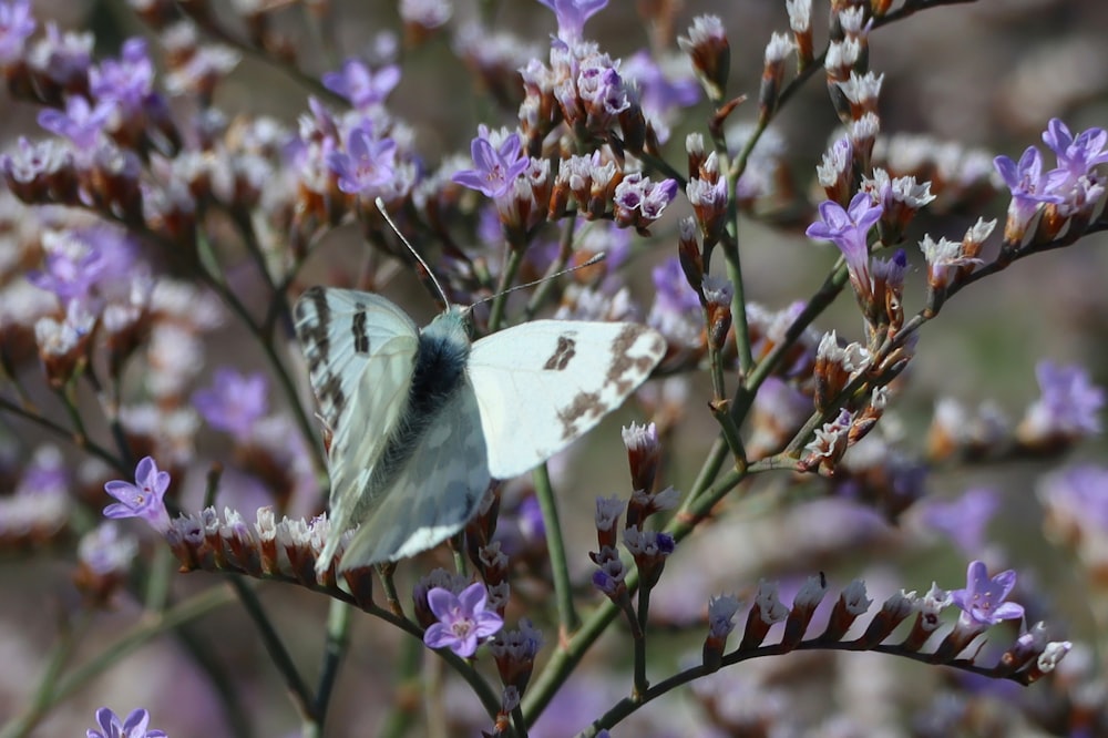 花の上の白い蝶