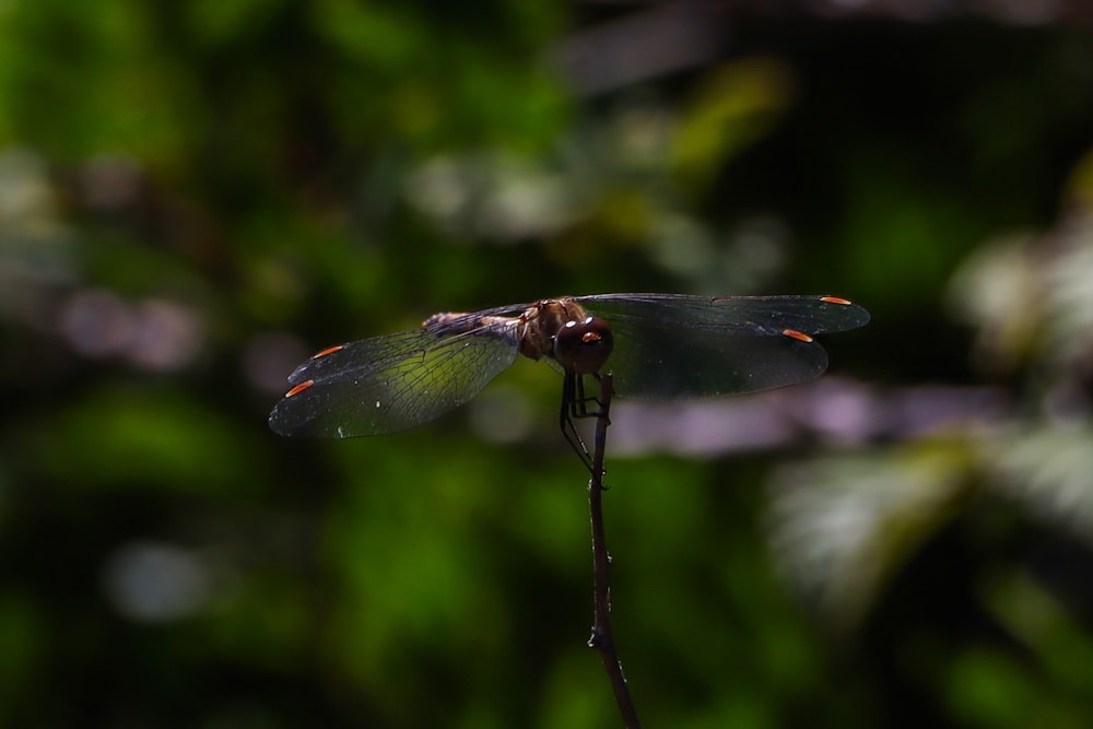 a dragonfly on a stick