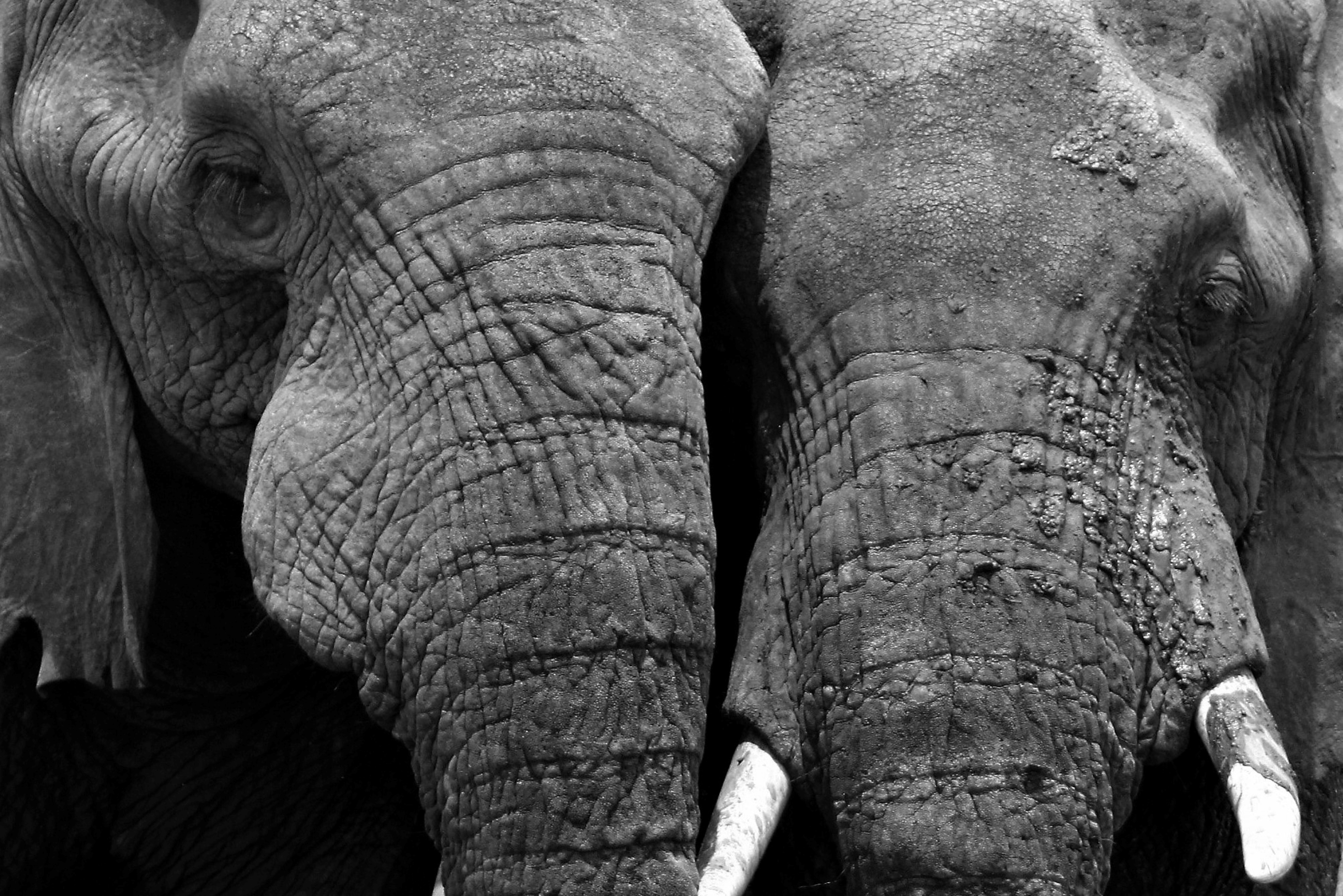 a couple of elephants stand near each other