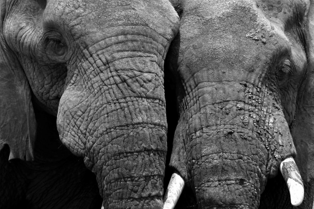 a couple of elephants stand near each other