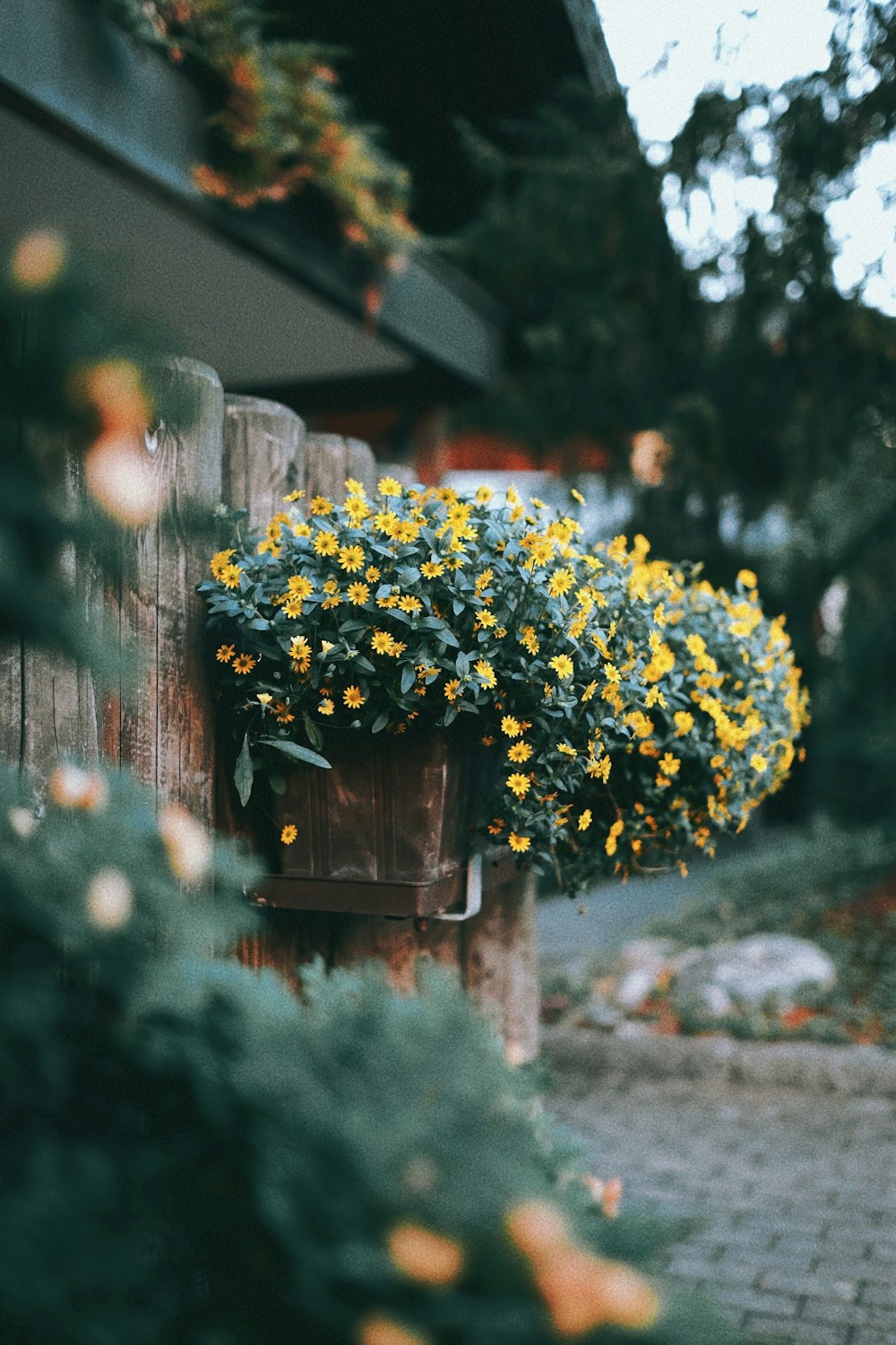 a plant with flowers