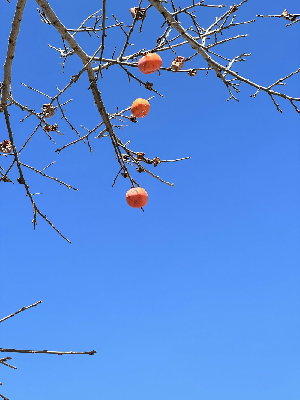 a tree with some fruit