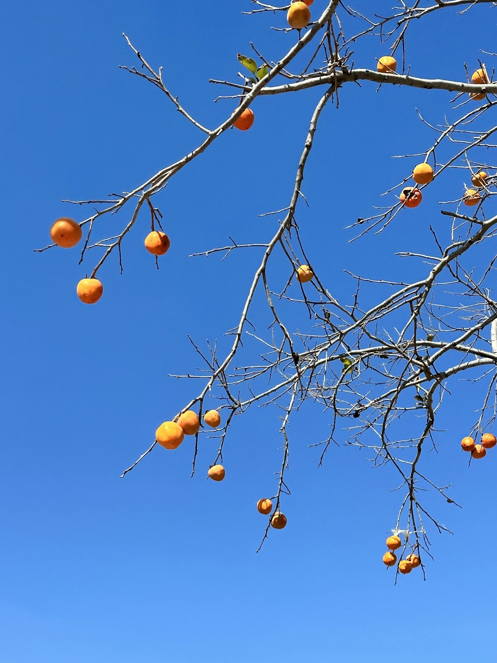 a tree with orange fruits