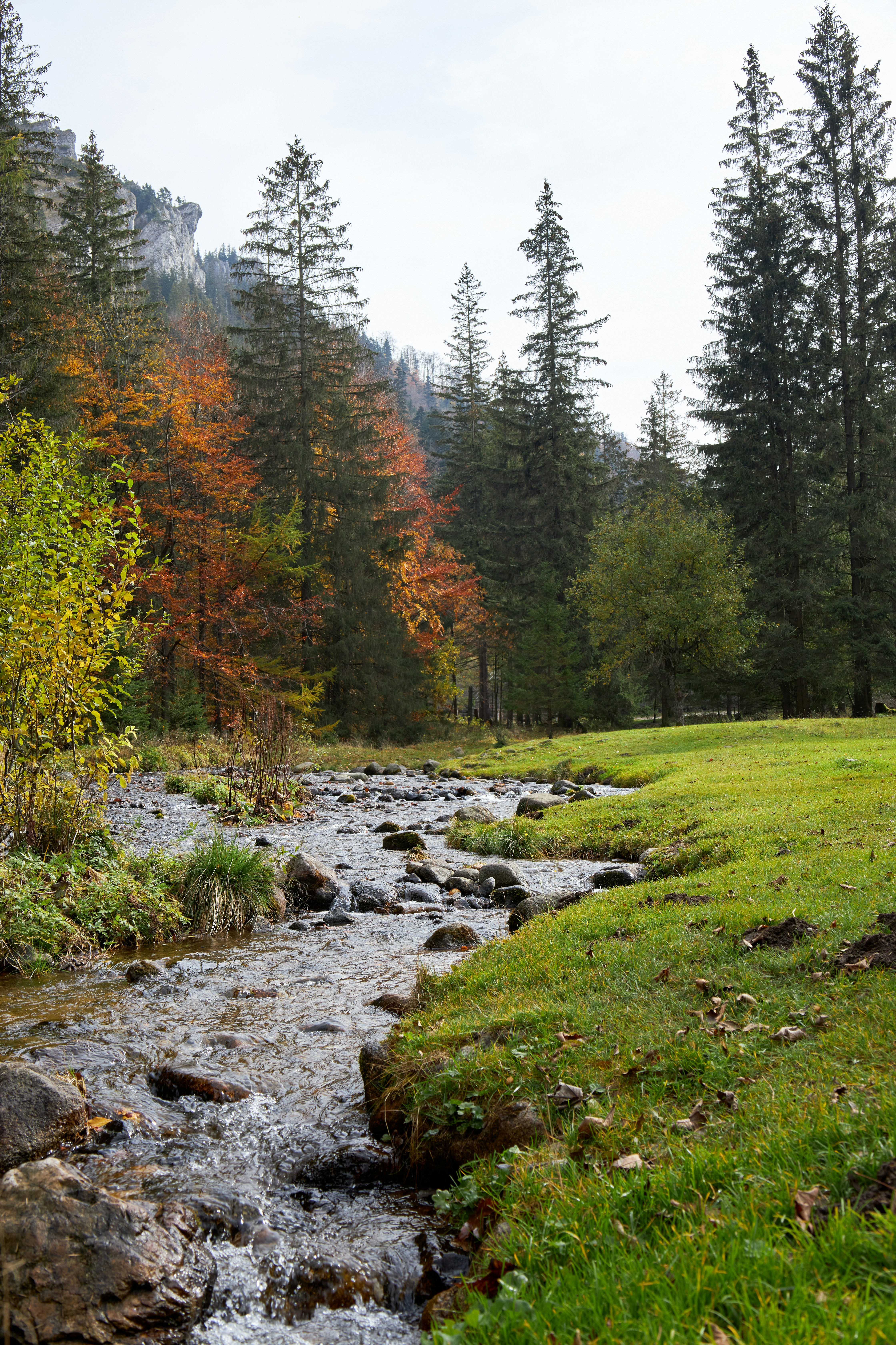 A stream with rocks and grass photo – Free Kuźnice Image on Unsplash