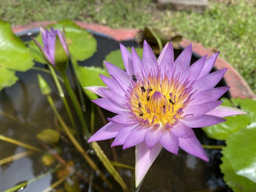 a purple flower in a pond