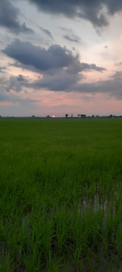 Sunset over a vast farm field showing healthy crops ready for harvest.