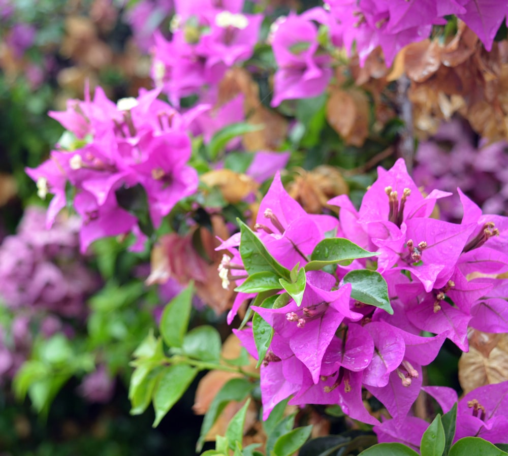 a group of flowers