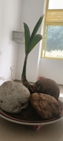 A sapling with green leaves is growing from a coconut shell placed in a bowl. The bowl also contains two large stones with rough textures. This setup is placed indoors near a window with yellow frames, through which greenery is visible outside. The room has white walls and a few electrical outlets.