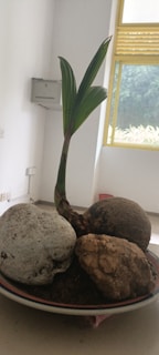 A sapling with green leaves is growing from a coconut shell placed in a bowl. The bowl also contains two large stones with rough textures. This setup is placed indoors near a window with yellow frames, through which greenery is visible outside. The room has white walls and a few electrical outlets.