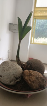 A sapling with green leaves is growing from a coconut shell placed in a bowl. The bowl also contains two large stones with rough textures. This setup is placed indoors near a window with yellow frames, through which greenery is visible outside. The room has white walls and a few electrical outlets.