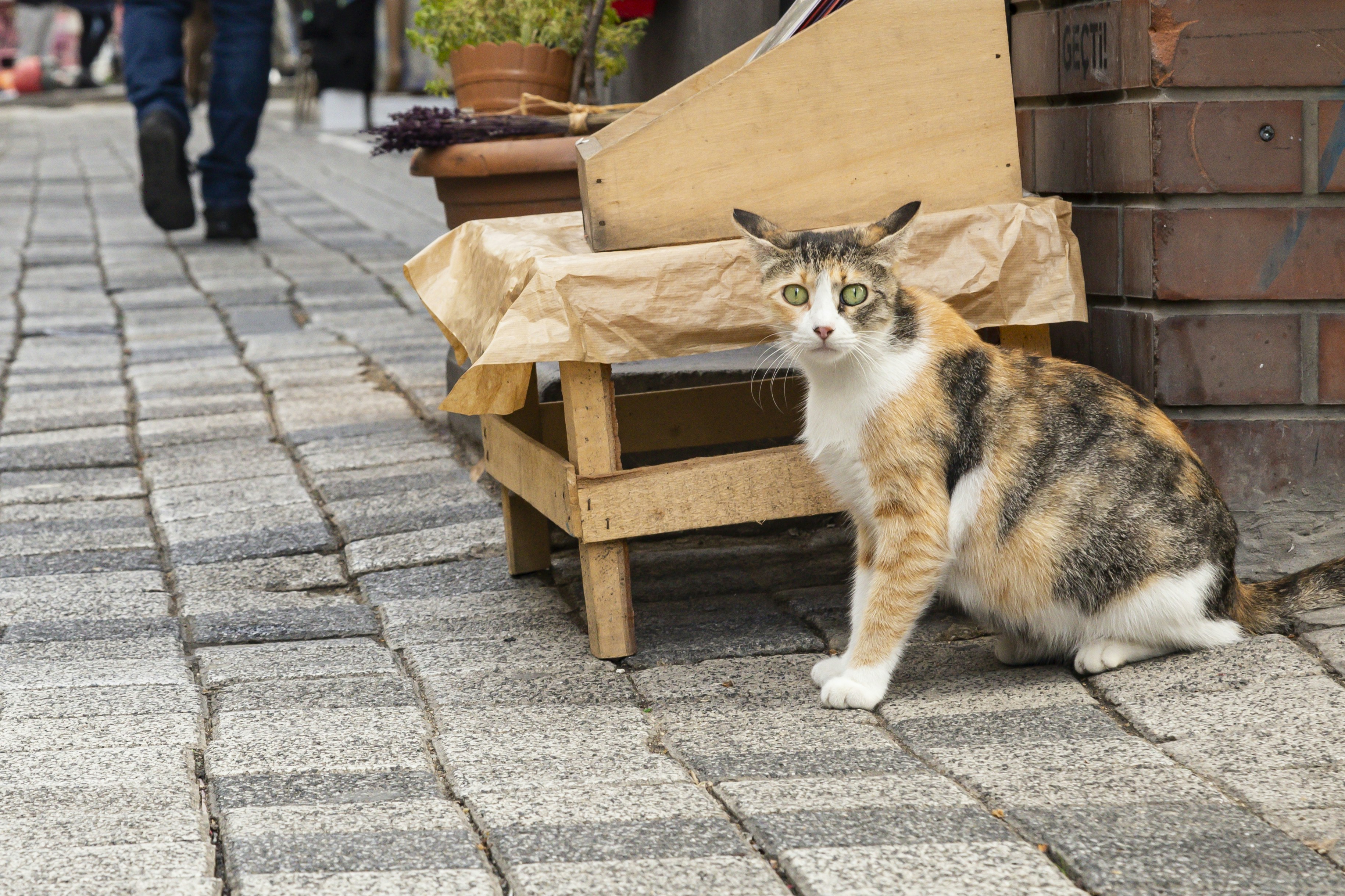 Predictable Human Behavior (image credits: unsplash)