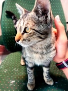 A tabby cat with striking amber eyes is being gently held by a human hand. The cat's fur features a mix of gray and black stripes with a white underbelly. It is sitting on a green chair with a subtle pattern of orange dots.