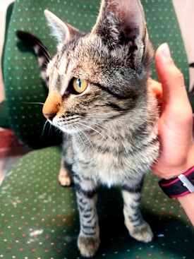A tabby cat with striking amber eyes is being gently held by a human hand. The cat's fur features a mix of gray and black stripes with a white underbelly. It is sitting on a green chair with a subtle pattern of orange dots.
