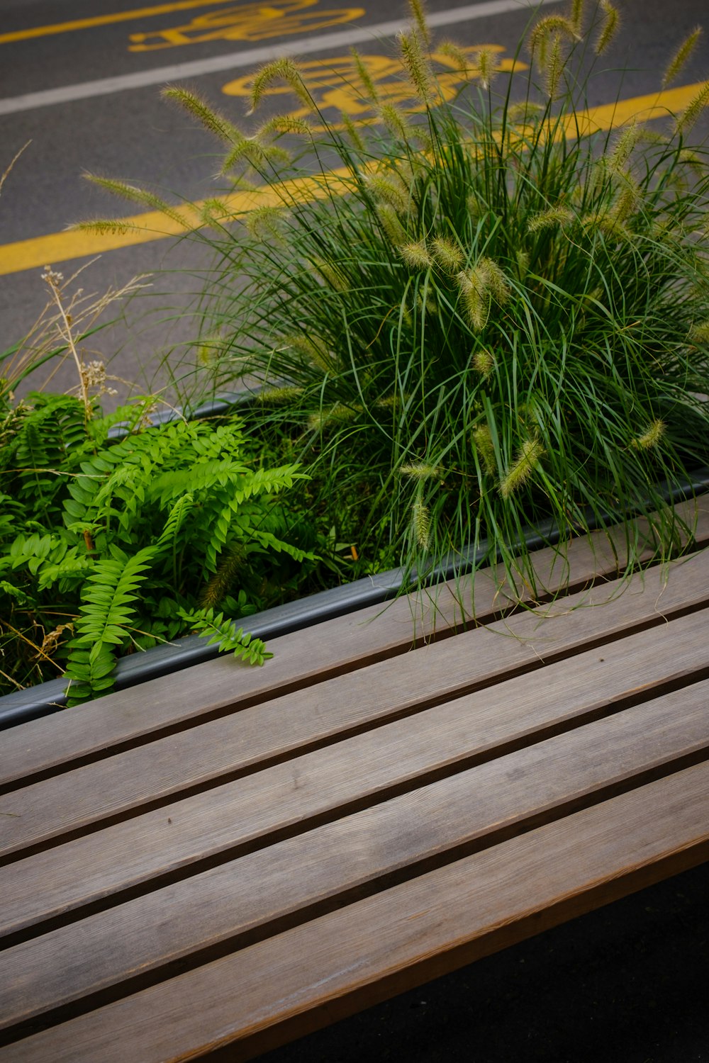 a plant on a wood deck