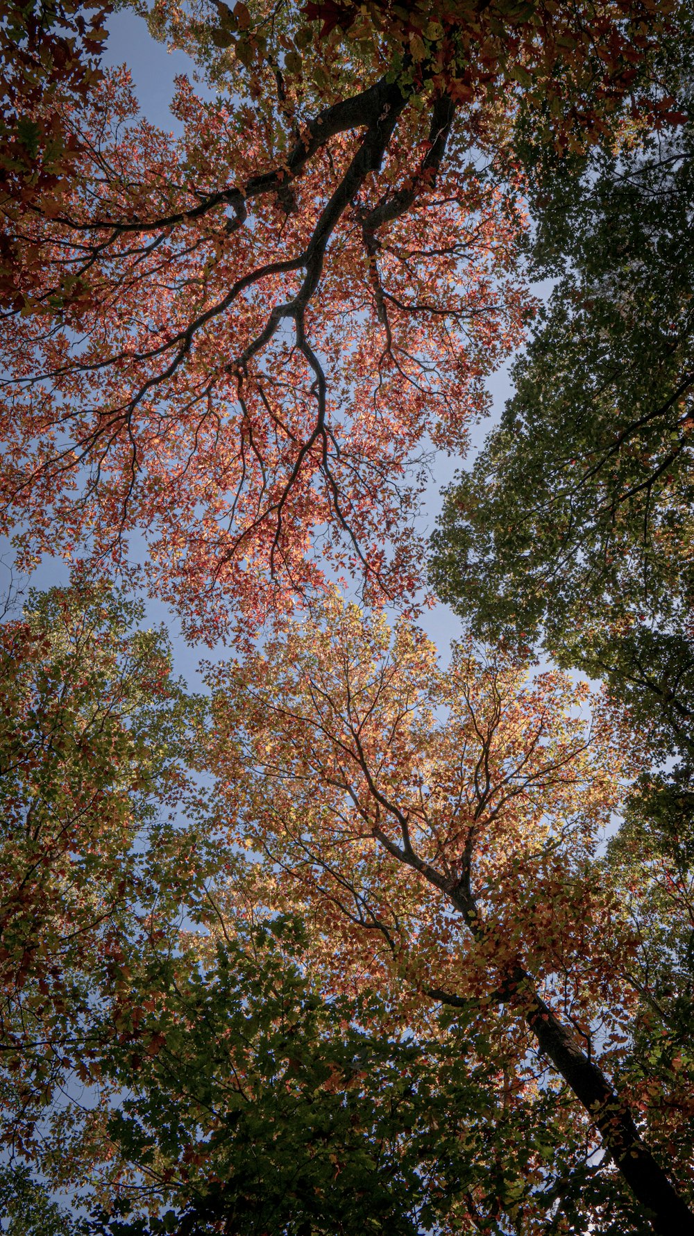 a group of trees with orange leaves