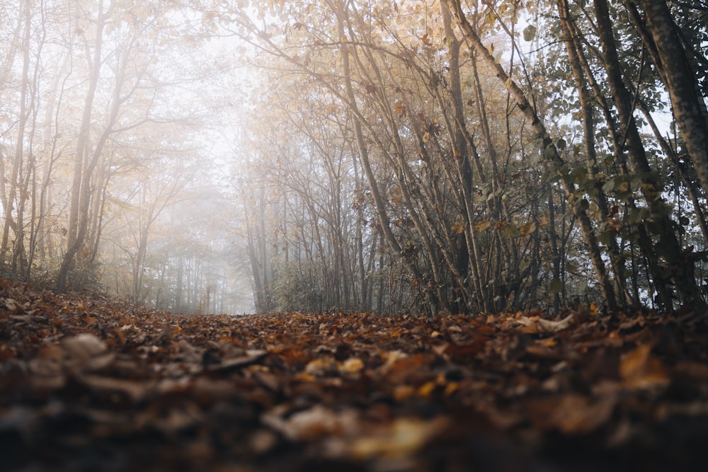 a forest with fallen leaves