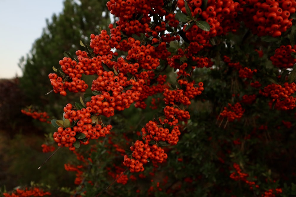 a bush with red berries