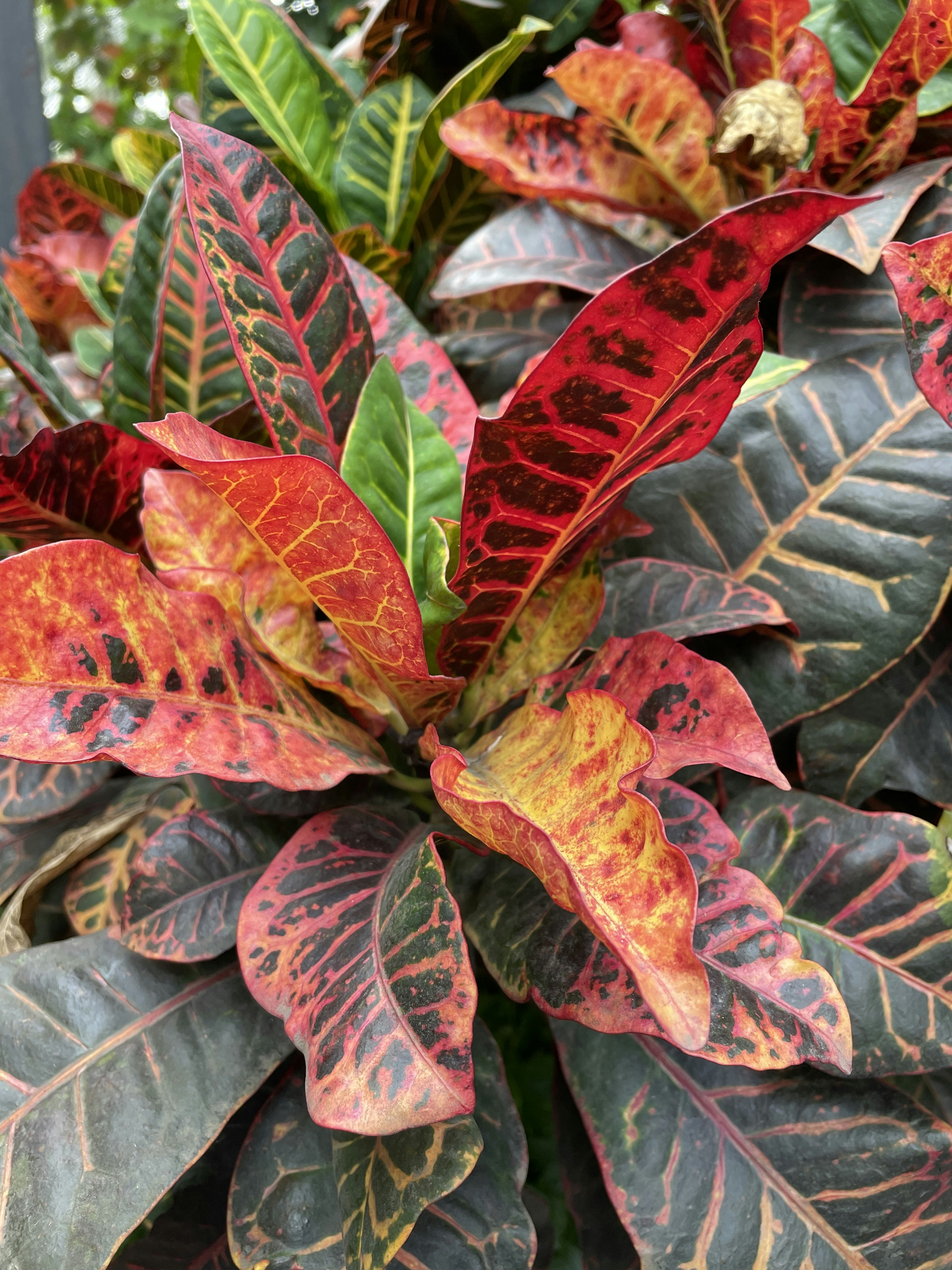 Artificial Croton Plant