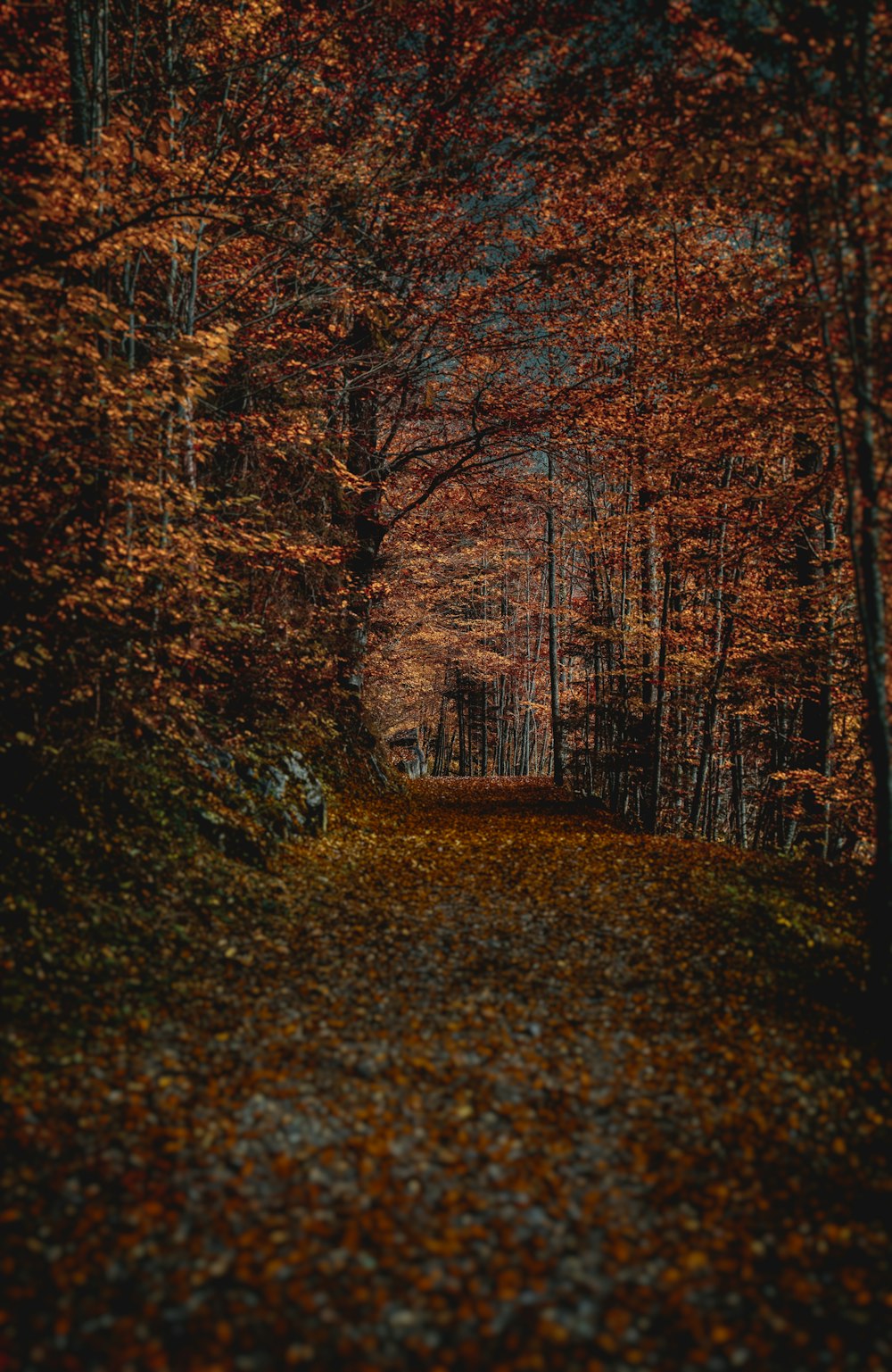 a path through a forest