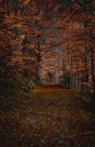 Autumn Pathways