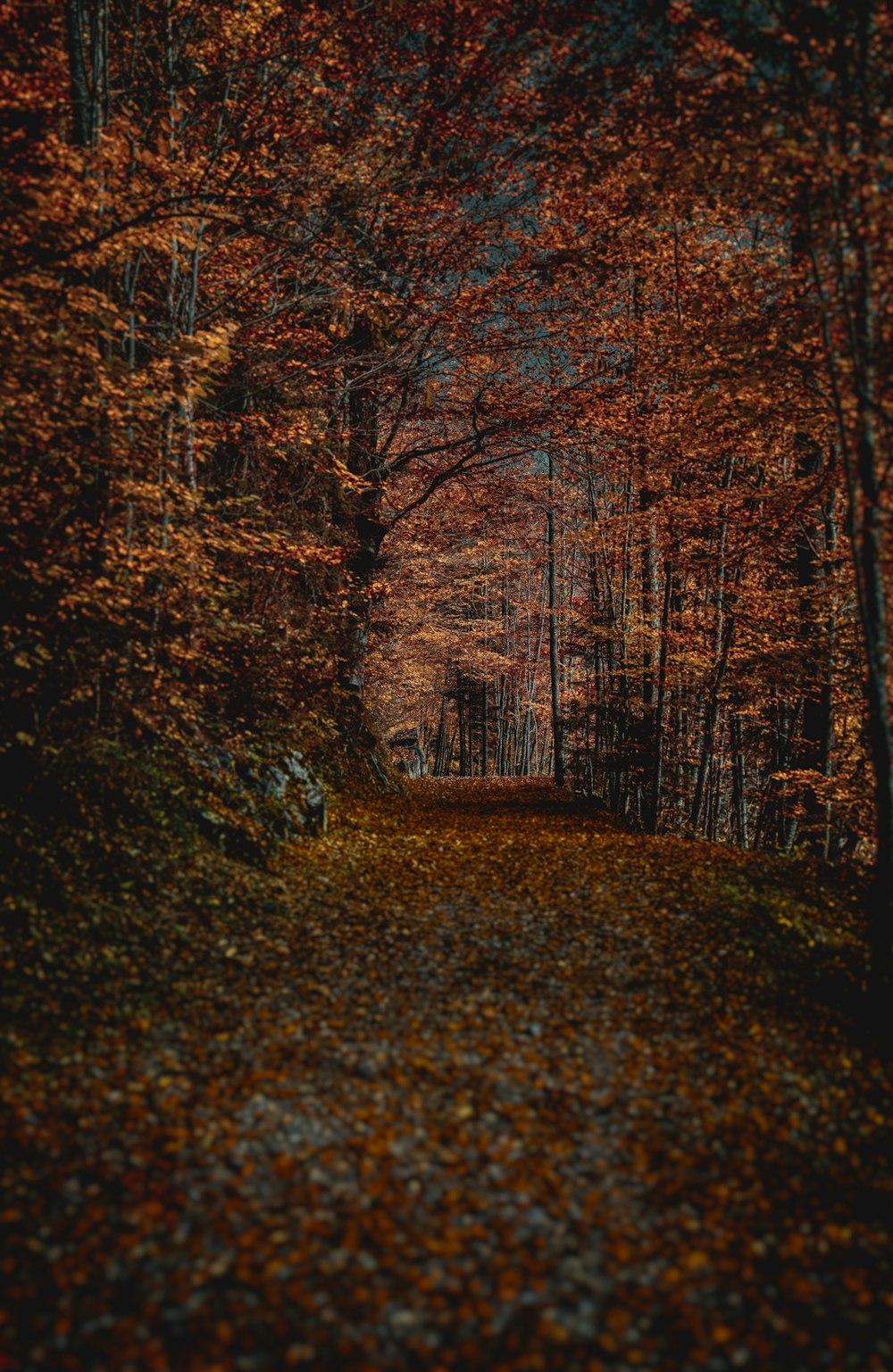 Un chemin à travers une forêt