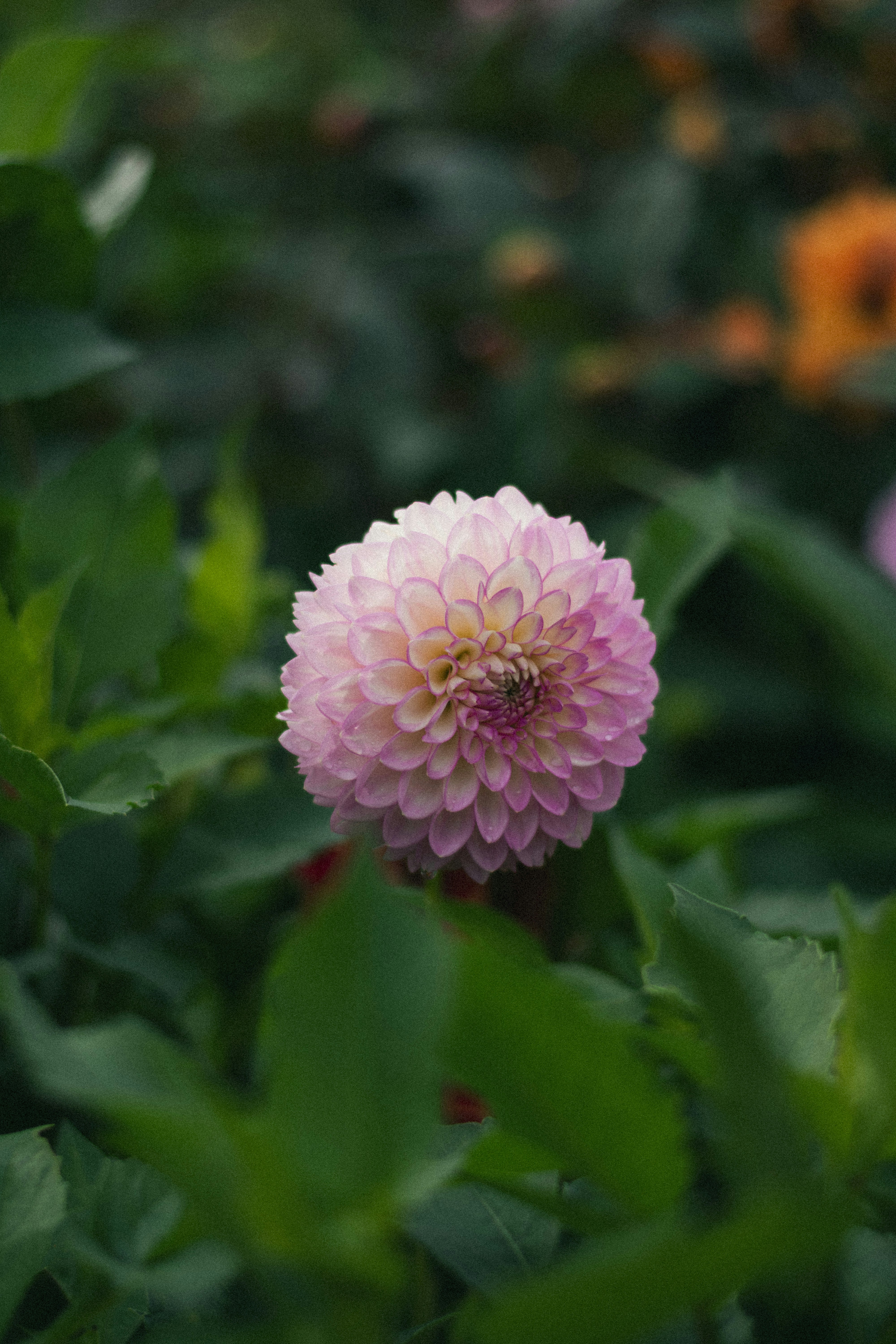 Photo by damiano_baschiera