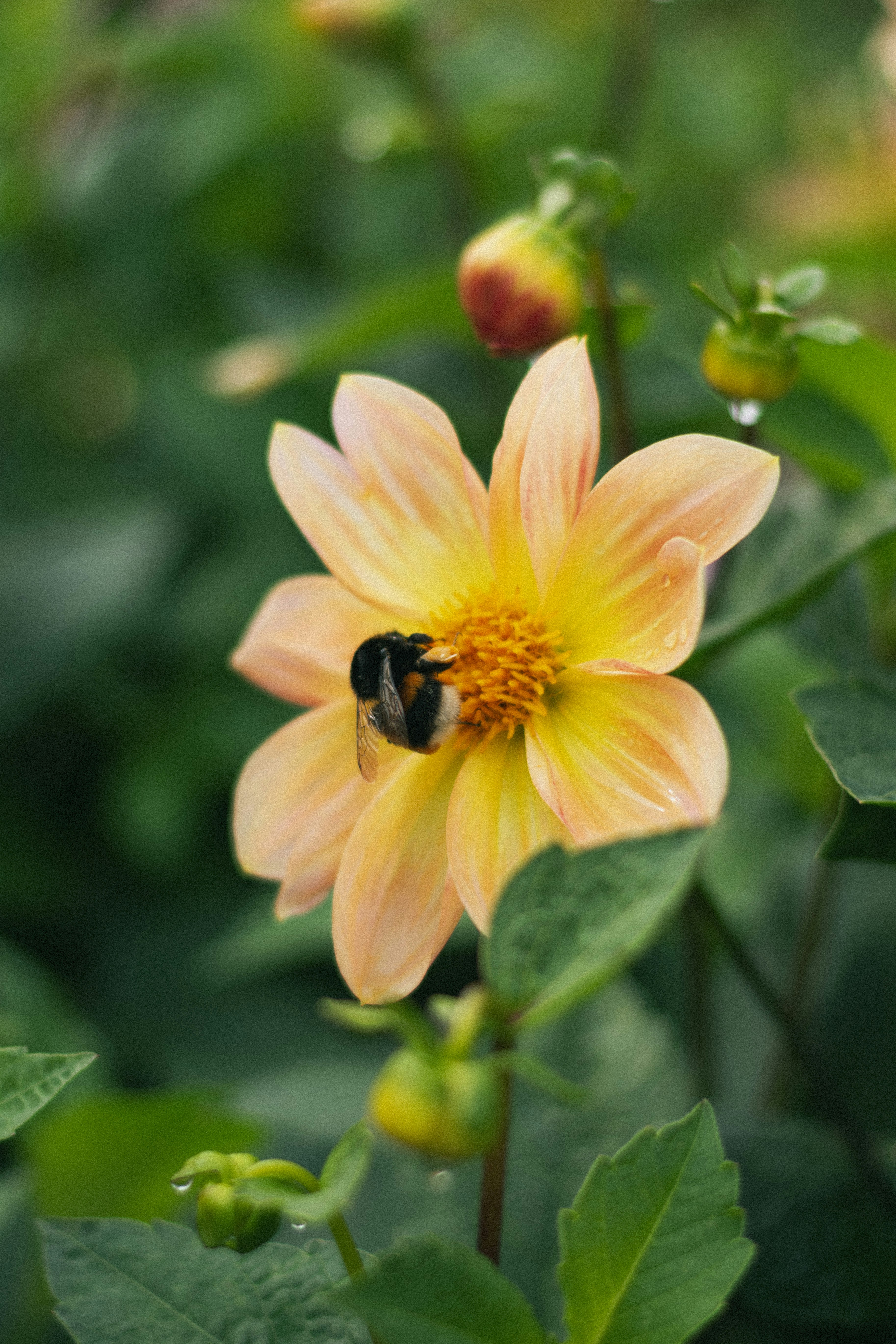 Photo by damiano_baschiera