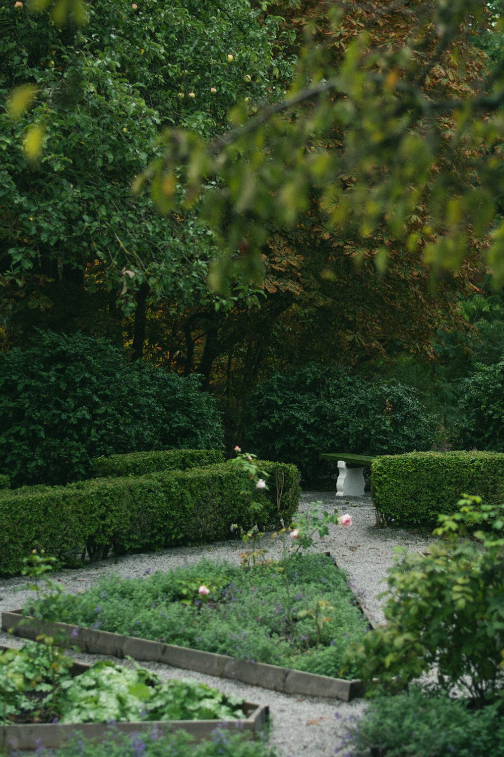 a garden with bushes and trees