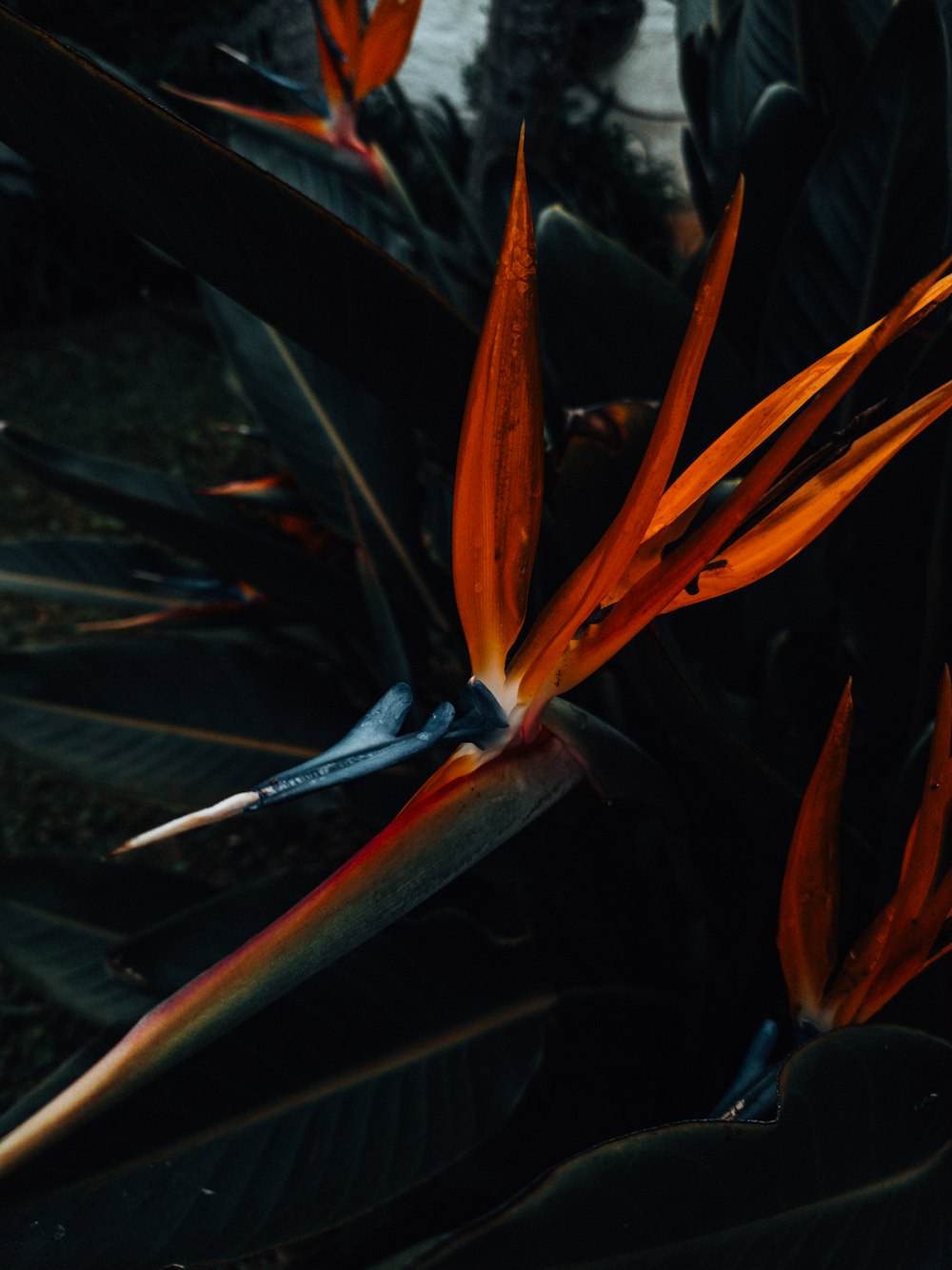 a close-up of a fish