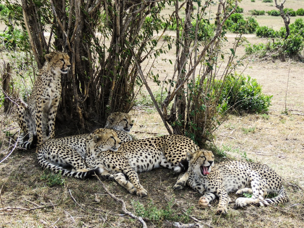 a group of cheetahs in a field