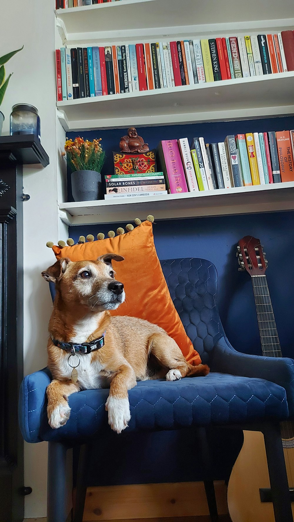 a dog sitting on a chair