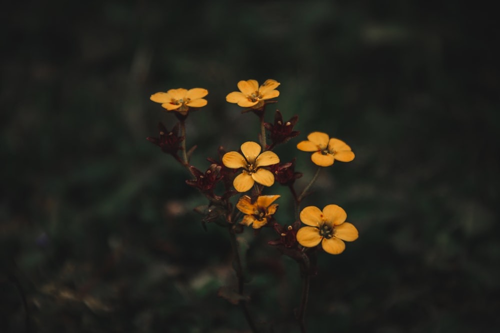 a group of yellow flowers