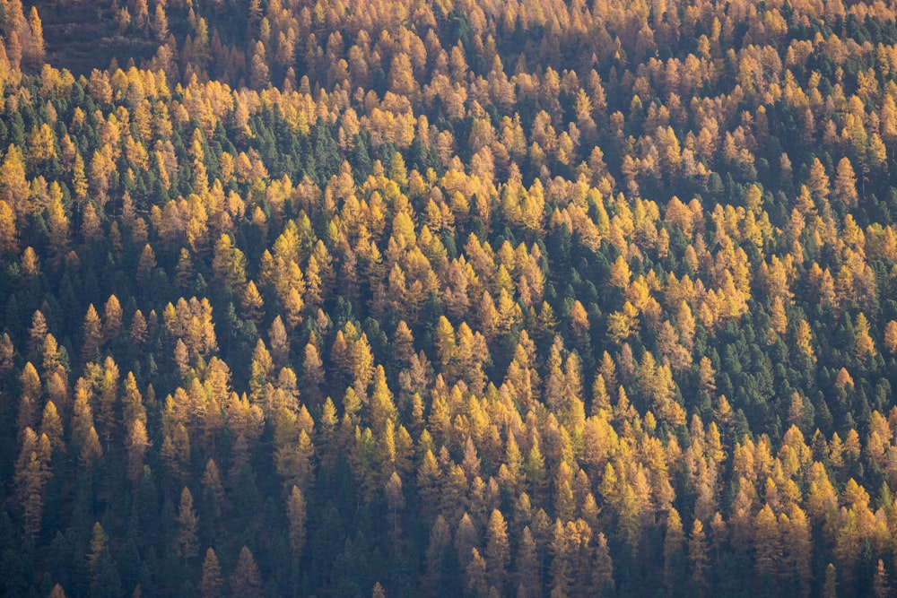 a forest of trees