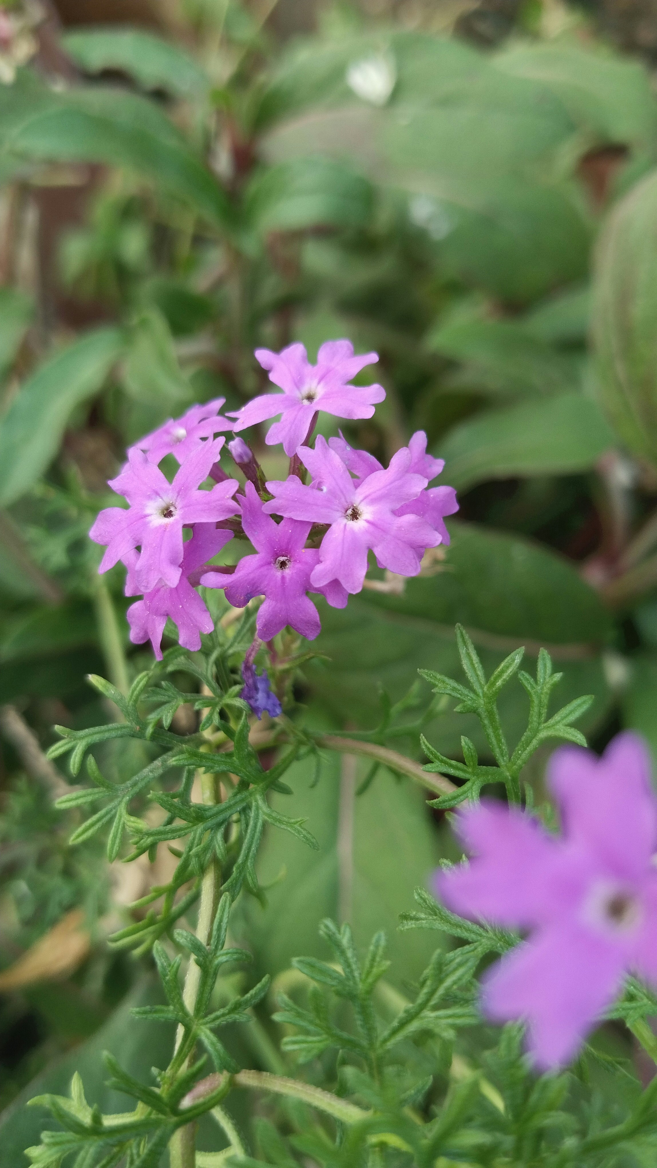 Photo by dendrophilic