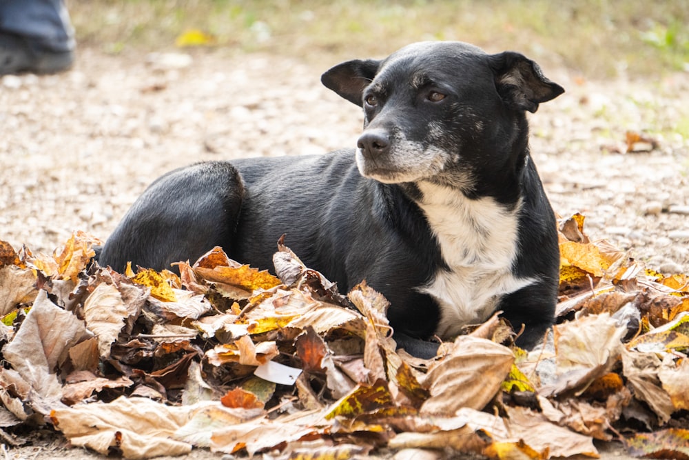 a dog lying in the leaves