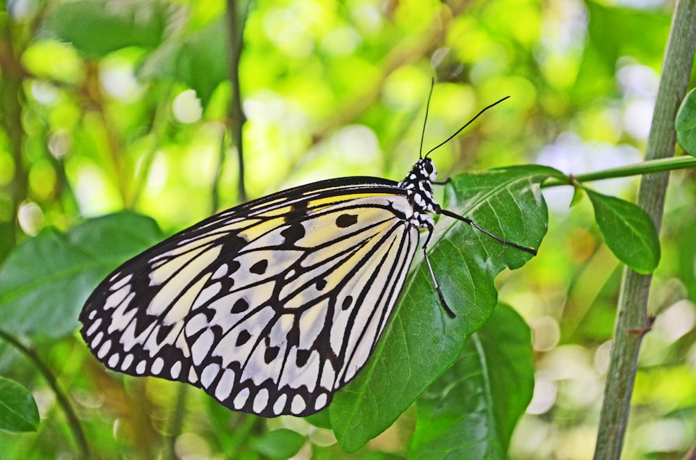 a black and white butterfly on a leaf