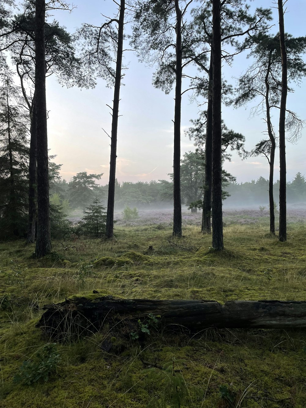 Un bosque con árboles