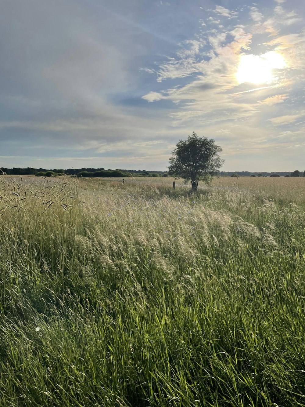 a tree in a field